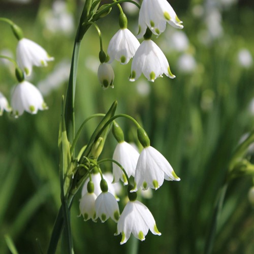 Leucojum GravityGiant