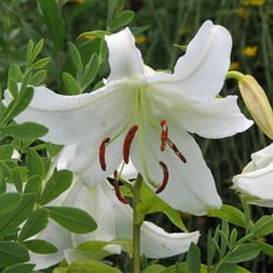 Lilien Oriental Weiß