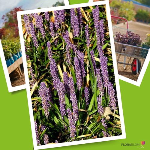 Glöckchentraube Moneymaker - Liriope Muscari (Sechserpack)