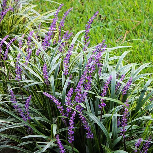 Glöckchentraube Ingwersen, Ziergras - Liriope muscari (Sechserpack)