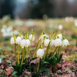 Leucojum Aestivum