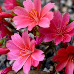 Bitterwurz - Lewisia cotyledon