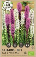 Liatris blue & white mix - Prachtscharte 100% BIO
