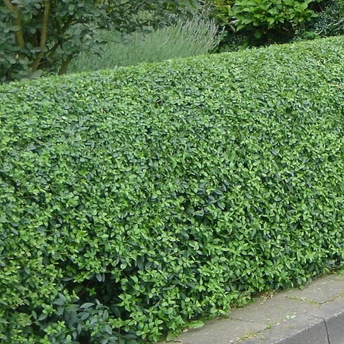 Ovalblättriger Liguster - Ligustrum ovalifolium Hecke 10x