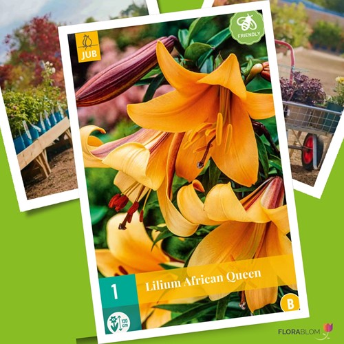 Lilien African Queen - Lilium trumpet-2