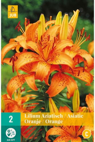 Lilium Asiaticus Orange - Asiatische Lilie-2