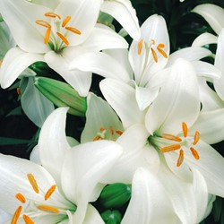Lilium Candidum – Madonnen-Lilie