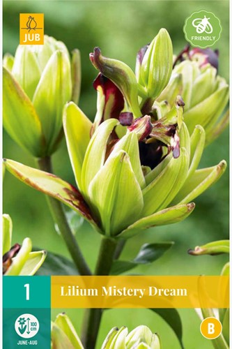 Lilien Mistery Dream – Lilium asiaticum