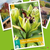 Lilien Mistery Dream – Lilium asiaticum-2
