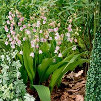 Convallaria Majalis Rosea 100 Bio