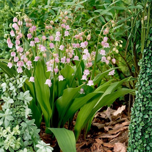 Convallaria Majalis Rosea 100 Bio