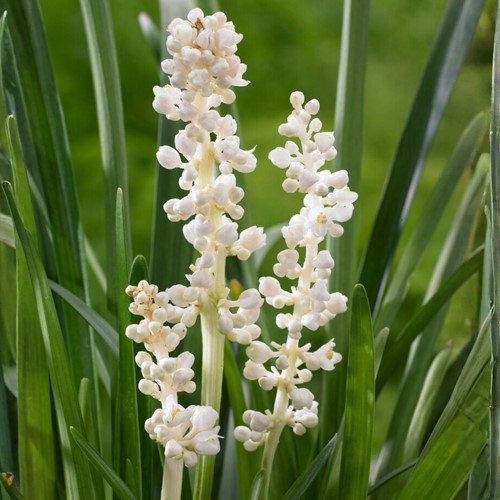 Glöckchentraube Monroe White - Liriope muscari (Sechserpack)
