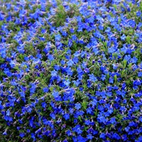 Steenzaad Heavenly Blue - Lithodora diffusa