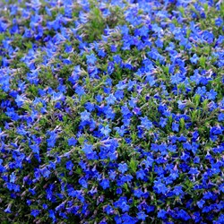 Steenzaad Heavenly Blue - Lithodora diffusa