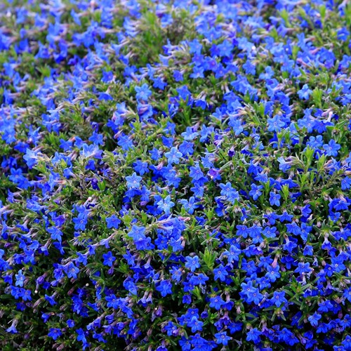 Steenzaad Heavenly Blue - Lithodora diffusa