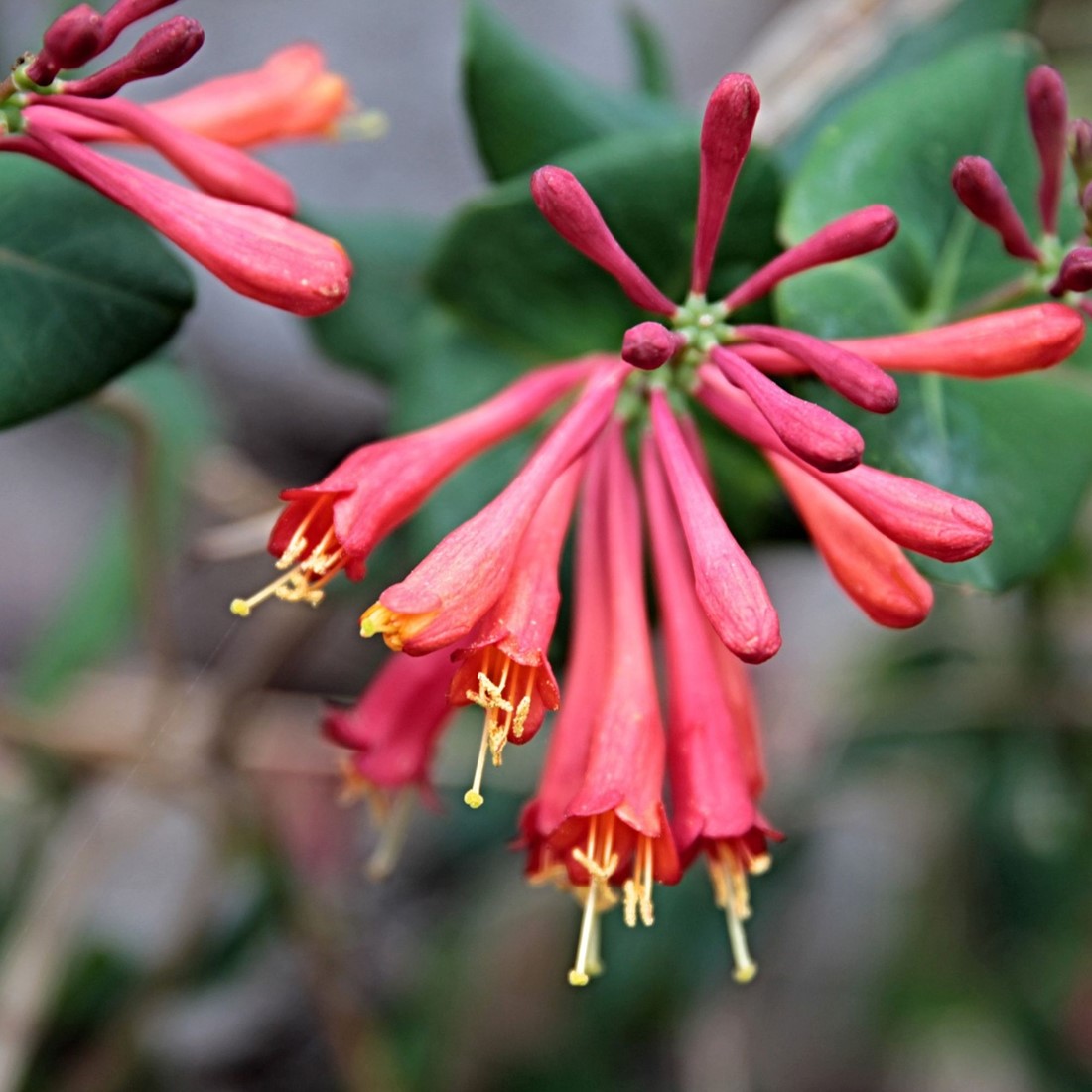 Lonicera Dropmore Scarlet kaufen? Einfach online bestellen  Gartencenter  Koeman