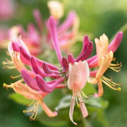 Geiblatt kaufen? Online Top Qualitt pflanzen und Gartenartikelen bestellen