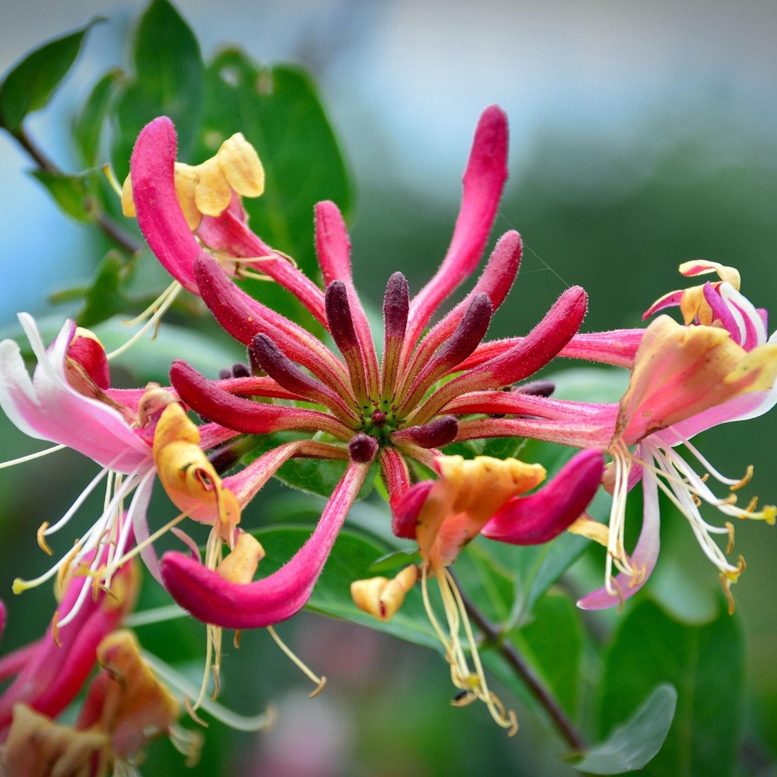Lonicera Henryi kaufen? Einfach online bestellen  Gartencenter Koeman