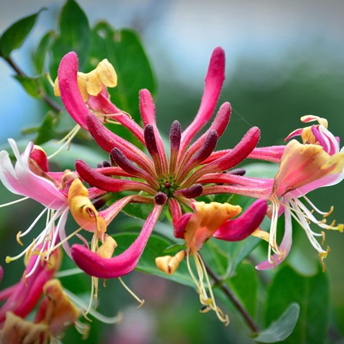 Lonicera Henryi - Heckenkirschen, Geißblatt