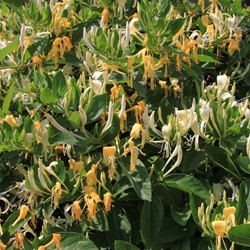 Lonicera japonica Hall's Prolific - Japanische Geißblatt