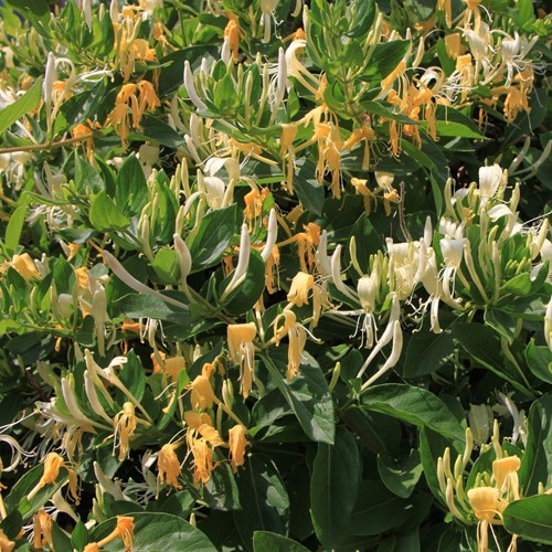 Lonicera japonica Hall's Prolific - Japanische Geißblatt