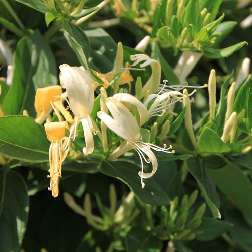 Lonicera Periclymenum - Waldgeißblatt 