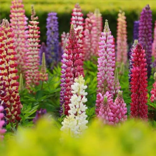 Gartenlupine Gallery gemischt - Lupinus