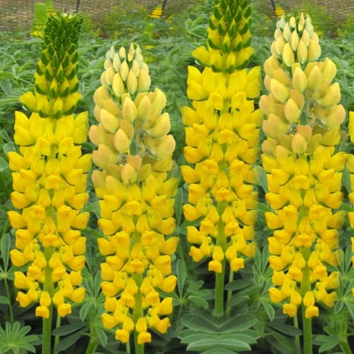 Lupine gelb - Lupinus Gallery Yellow