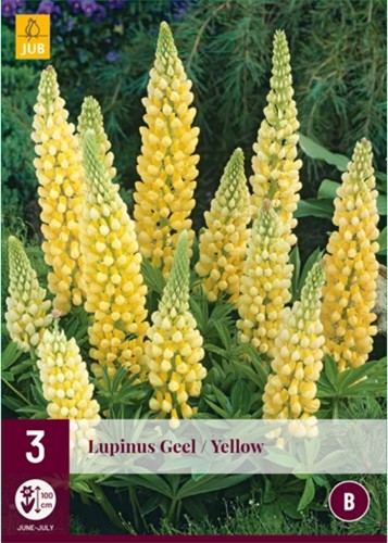 Lupinus Gelb