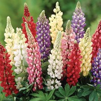 Lupine Minarette - Lupinus