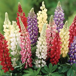 Lupinen Minarette - Lupinus
