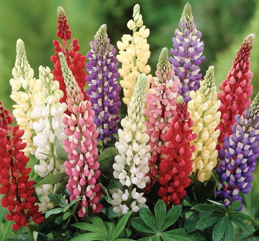 Lupinen Minarette kaufen? Einfach online bestellen Gartencenter Koeman