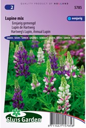 Lupine 1-jährig mix - Lupinus