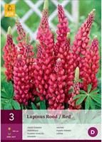 Lupine Rot - Lupinus-2