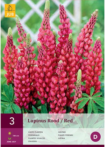 Lupine Rot - Lupinus-2