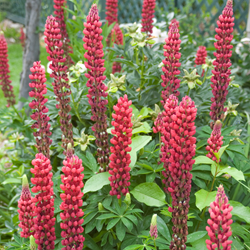Lupine Rot - Lupinus
