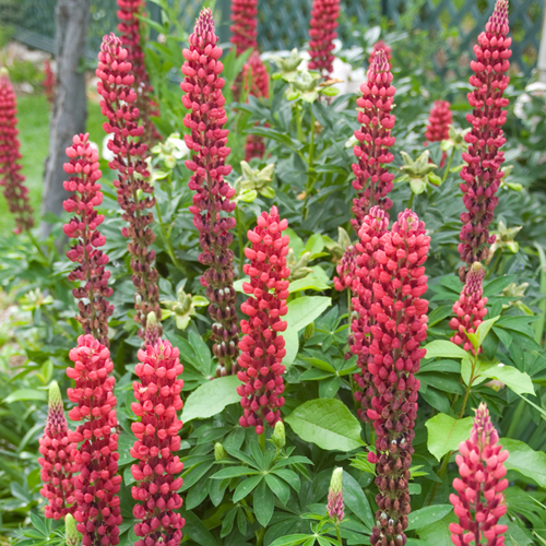 Lupine Rot - Lupinus