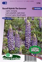 Lupine Russel Hybrids The Governer - Lupinus