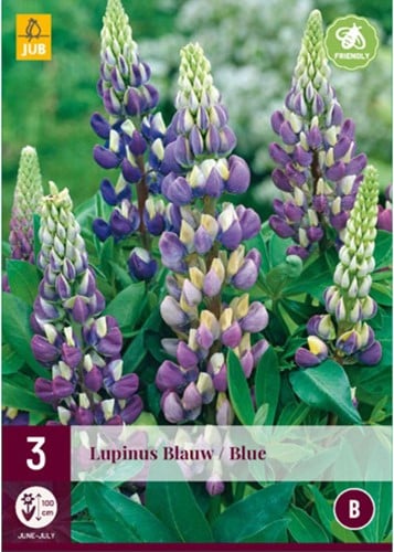 Gartenlupine Blau - Lupinus