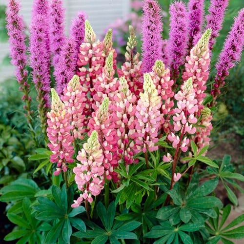 Lupine rosa Gallery Pink - Lupinus