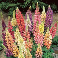 Lupinus, lage Minarette - Lupine Buzzy