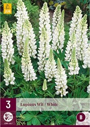 Gartenlupine Weiß - Lupinus