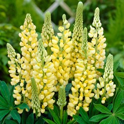Lupinus Gelb