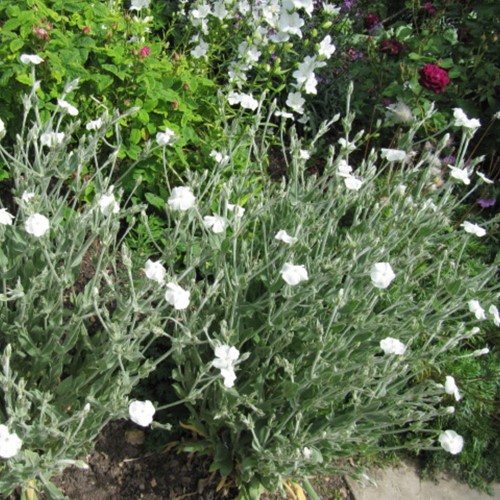 Lychnis coronaria Alba – Kronen-Lichtnelke