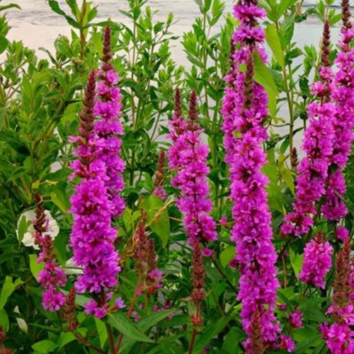 Lythrum Salicaria Rosy Gem - Blutweiderich (Sechserpack)