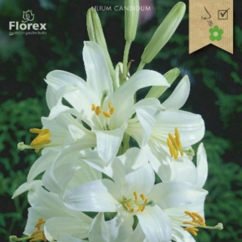 Lilium Candidum – Madonnen-Lilie