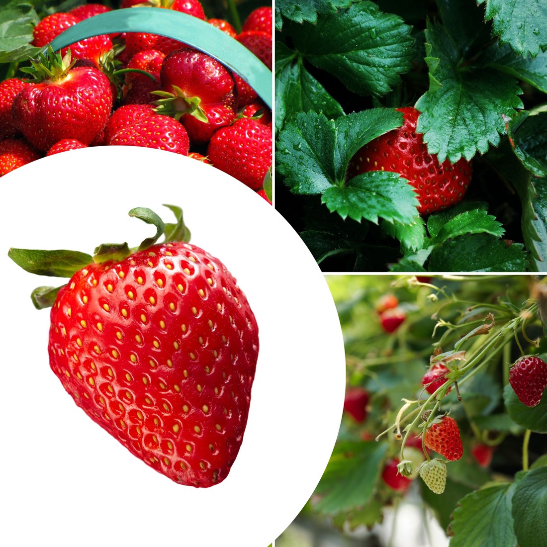 Fragaria vesca 'Mara des Bois' (Immertragende Aroma-Erdbeere) – Gräfin von Zeppelin