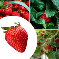 20x Aardbeien planten Mara des Bois – Fragaria