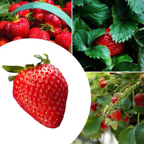 20x Erdbeerpflanzen Mara des Bois – Fragaria