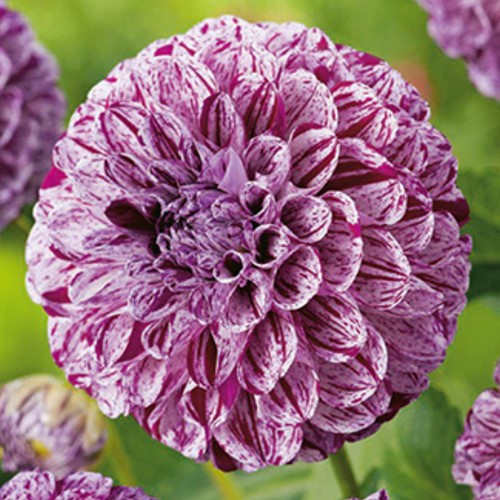 Schmuckdahlie Marble Ball - Dahlia
